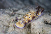 A pair of beautiful nudibranchs crawl along the seafloor Poster Print by Ethan Daniels/Stocktrek Images - Item # VARPSTETH401173U