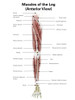 Digital illustration of the anterior muscles of the leg Poster Print by Alan Gesek/Stocktrek Images - Item # VARPSTAGK700074H