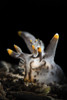 A pokeman nudibranch, Tulamben, Bali, Indonesia Poster Print by Brook Peterson/Stocktrek Images - Item # VARPSTBRP400111U