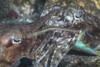 Mating cuttlefish in Komodo National Park, Indonesia Poster Print by Brandi Mueller/Stocktrek Images - Item # VARPSTBMU400141U