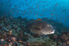 Sweetlips in Komodo National Park, Indonesia Poster Print by Brandi Mueller/Stocktrek Images - Item # VARPSTBMU400135U