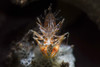 Spiny tiger shrimp, Tulamben, Bali, Indonesia Poster Print by Brook Peterson/Stocktrek Images - Item # VARPSTBRP400119U