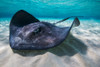 Southern stingray on the sandbar in Grand Cayman, Cayman Islands Poster Print by Jennifer Idol/Stocktrek Images - Item # VARPSTJDL400153U Southern stingray on the sandbar in Grand Cayman, Cayman Islands Poster Print by Jennifer Idol/Stocktrek Images - Item # VARPSTJDL400153U