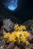 Soft coral in a crevice, North Sulawesi, Indonesia Poster Print by Brook Peterson/Stocktrek Images - Item # VARPSTBRP400050U