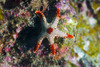 Peppermint sea star, Tioman Island, Malaysia Poster Print by Jennifer Idol/Stocktrek Images - Item # VARPSTJDL400226U