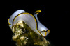 Pale headshield slug, Romblon, Philippines Poster Print by Bruce Shafer/Stocktrek Images - Item # VARPSTBRU400042U