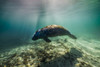 Manatee in Crystal River, Florida Poster Print by Jennifer Idol/Stocktrek Images - Item # VARPSTJDL400178U