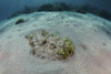 A predatory stonefish lies camouflaged in the sandy seafloor Poster Print by Ethan Daniels/Stocktrek Images - Item # VARPSTETH401211U