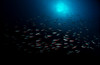 School of fish with sunburst in the background Banda Sea, Indonesia Poster Print by Aaron Wong/Stocktrek Images - Item # VARPSTAAW400014U