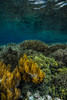 Coral reef in Raja Ampat, Indonesia Poster Print by Jennifer Idol/Stocktrek Images - Item # VARPSTJDL400271U
