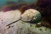 Female horseshoe crab Poster Print by Jennifer Idol/Stocktrek Images - Item # VARPSTJDL400104U