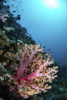 A coral reef in Indonesia hosts fish and soft corals Poster Print by Brook Peterson/Stocktrek Images - Item # VARPSTBRP400034U