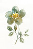 Simple Petals II Poster Print by Nan - Item # VARPDX18900