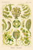 Haeckel Nature Illustrations: Siphoneae Hydrozoa Poster Print by Ernst Haeckel - Item # VARPDX449729