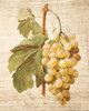 Grapevine 1 Poster Print by Inc. Nobleworks - Item # VARPDXNOB78