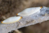 Spindle cowries in North Sulawesi, Indonesia Poster Print by Brandi Mueller/Stocktrek Images - Item # VARPSTBMU400025U