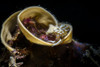 Cratena nudibranch on eggs, Anilao, Philippines Poster Print by Bruce Shafer/Stocktrek Images - Item # VARPSTBRU400034U