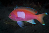 Squarespot anthias fish in Komodo National Park, Indonesia Poster Print by Brandi Mueller/Stocktrek Images - Item # VARPSTBMU400070U