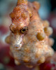 A pregnant pygmy seahorse, Cebu, Philippines Poster Print by Bruce Shafer/Stocktrek Images - Item # VARPSTBRU400096U