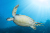 Green sea turtle on the reef in North Sulawesi, Indonesia Poster Print by Brandi Mueller/Stocktrek Images - Item # VARPSTBMU400041U