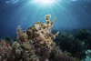A broadclub cuttlefish hovers above a beautiful coral reef in Komodo National Park Poster Print by Ethan Daniels/Stocktrek Images - Item # VARPSTETH401096U
