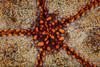 Detail of a pin cushion starfish living on a reef in the Lesser Sunda Islands of Indonesia Poster Print by Ethan Daniels/Stocktrek Images - Item # VARPSTETH401170U