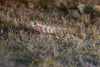 A tiny melasma dwarfgoby resting, Tioman Island, Malaysia Poster Print by Jennifer Idol/Stocktrek Images - Item # VARPSTJDL400237U