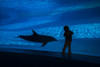 A boy connects with a dolphin in the Texas State Aquarium Poster Print by Jennifer Idol/Stocktrek Images - Item # VARPSTJDL400115U