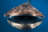 Whale shark in Isla Mujeres, Mexico Poster Print by Jennifer Idol/Stocktrek Images - Item # VARPSTJDL400199U