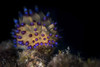 A Janolus nudibranch, Lembeh Strait, Indonesia Poster Print by Brook Peterson/Stocktrek Images - Item # VARPSTBRP400057U