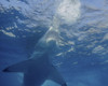 A great white shark at Guadalupe Island, Mexico Poster Print by Brent Barnes/Stocktrek Images - Item # VARPSTBBA400212U