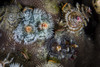 A collection of colorful Christmas tree worms grow on a reef in Komodo National Park Poster Print by Ethan Daniels/Stocktrek Images - Item # VARPSTETH401149U