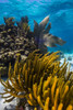 Coral reef in Grand Cayman, Cayman Islands Poster Print by Jennifer Idol/Stocktrek Images - Item # VARPSTJDL400139U