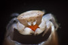 A small tube sponge crab carries its eggs under its carapace Poster Print by Brook Peterson/Stocktrek Images - Item # VARPSTBRP400133U