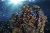 Reef fish swimming above a coral reef in the Lesser Sunda Islands of Indonesia Poster Print by Ethan Daniels/Stocktrek Images - Item # VARPSTETH401291U