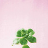 Succulent Simplicity VII on Pink Poster Print by Felicity Bradley - Item # VARPDX34351