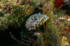 Oyster toadfish hide inside wrecks off the coast of South Carolina Poster Print by Jennifer Idol/Stocktrek Images - Item # VARPSTJDL400099U