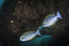 Yellowmask surgeonfish on the USS Liberty Wreck off the island of Bali, Indonesia Poster Print by Brandi Mueller/Stocktrek Images - Item # VARPSTBMU400049U