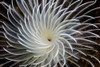 Detail of a feather duster worm growing on a coral reef Poster Print by Ethan Daniels/Stocktrek Images - Item # VARPSTETH401234U