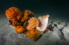 Giant plumose anemones on the seafloor, Puget Sound, Washington Poster Print by Jennifer Idol/Stocktrek Images - Item # VARPSTJDL400062U
