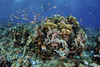 Colorful reef fish swim in a strong current near Alor in the Lesser Sunda Islands of Indonesia Poster Print by Ethan Daniels/Stocktrek Images - Item # VARPSTETH401322U