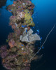 Coral and sponges on a mast of the Fujikawa Maru shipwreck, Truk Lagoon, Micronesia Poster Print by Brandi Mueller/Stocktrek Images - Item # VARPSTBMU400237U