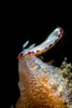 Goniobranchus setoensis nudibranch, Milne Bay, Papua New Guinea Poster Print by Bruce Shafer/Stocktrek Images - Item # VARPSTBRU400178U