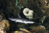 A whitetip reef shark hunting, Manado, Indonesia Poster Print by Brook Peterson/Stocktrek Images - Item # VARPSTBRP400049U