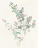 Eucalyptus II Poster Print by Danhui Nai - Item # VARPDX34501