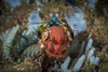 A peacock mantis shrimp carrying its egg ribbon, Anilao, Philippines Poster Print by Brook Peterson/Stocktrek Images - Item # VARPSTBRP400158U