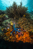 Coral reef in Raja Ampat, Indonesia Poster Print by Jennifer Idol/Stocktrek Images - Item # VARPSTJDL400282U