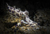 Blue-ringed octopus searching for food in Anilao, Philippines Poster Print by Brook Peterson/Stocktrek Images - Item # VARPSTBRP400182U