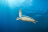 Green sea turtle on the reef in North Sulawesi, Indonesia Poster Print by Brandi Mueller/Stocktrek Images - Item # VARPSTBMU400051U