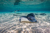 Southern stingrays on the sandbar in Grand Cayman, Cayman Islands Poster Print by Jennifer Idol/Stocktrek Images - Item # VARPSTJDL400133U